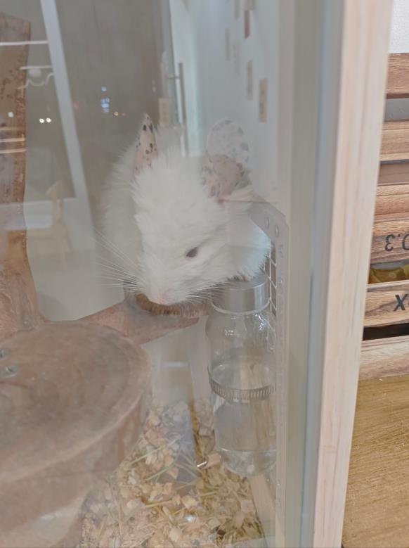 茉以甜品店裝修效果圖